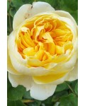 Троянда англійська Шарлотта | Роза английская Шарлотта | Rosa Charlotte